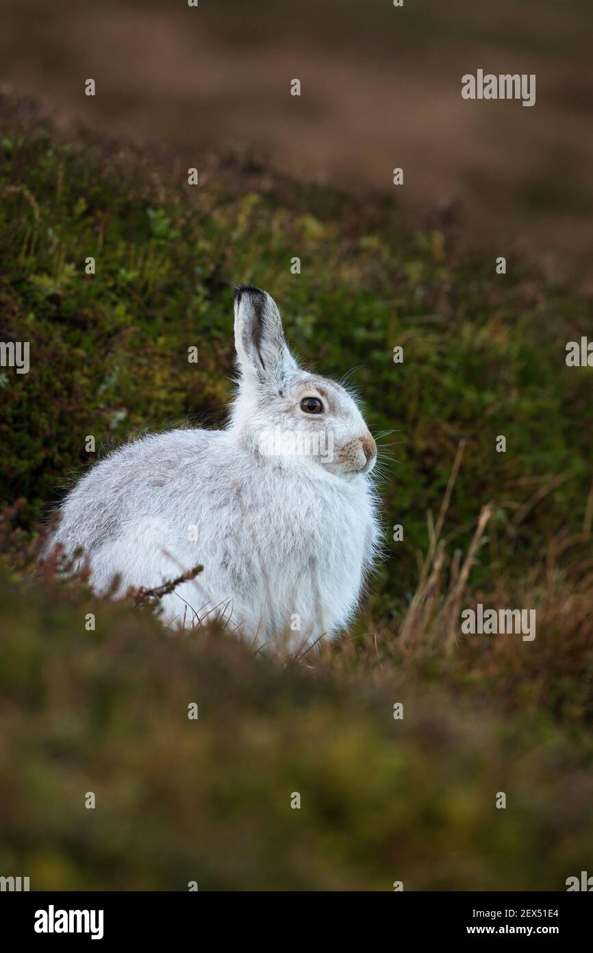 Schneehase (Lepus Timidus) im Winter Mantel, Schottisches Hochland, Schottland, UK Stockfoto