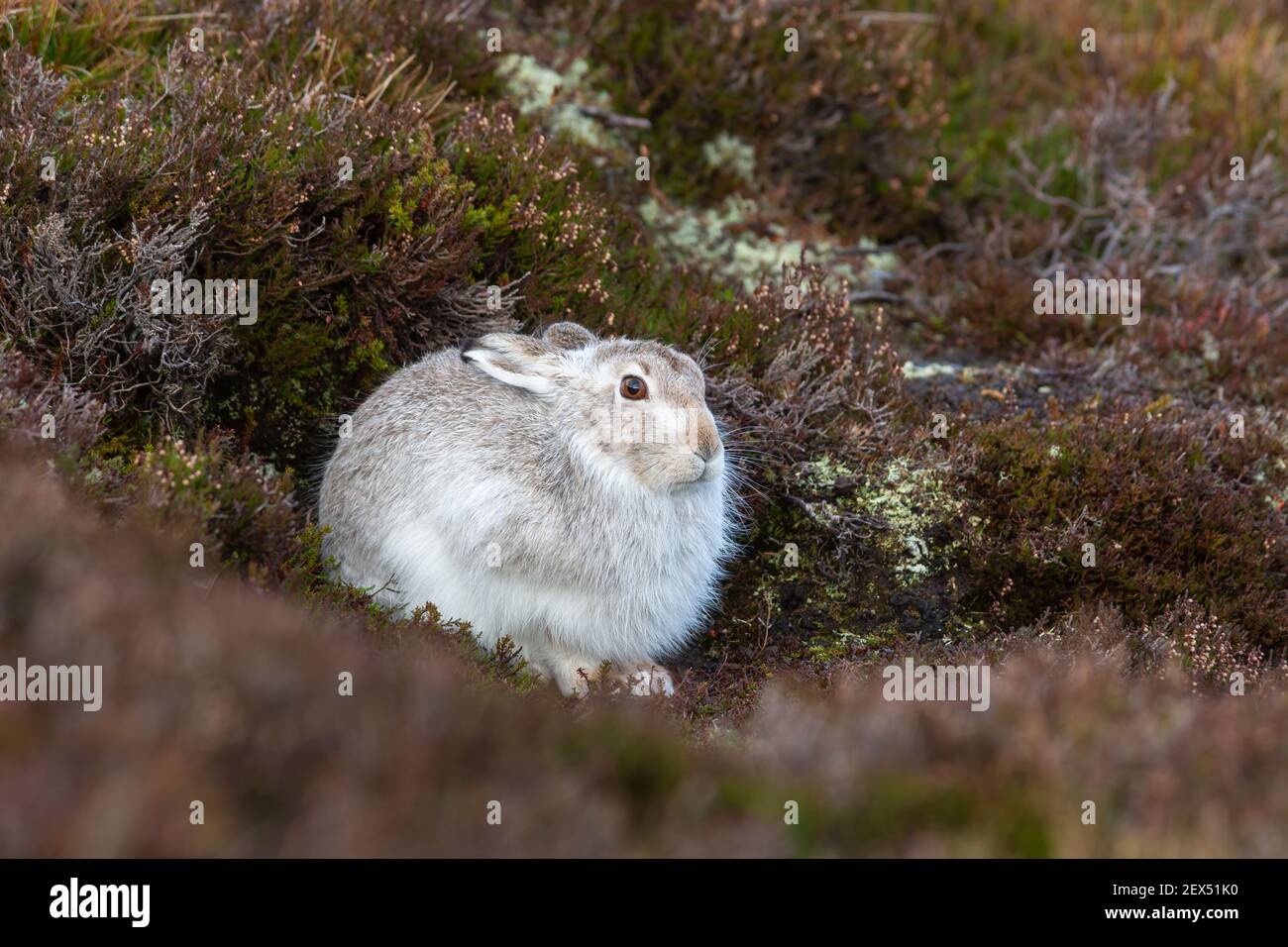 Schneehase (Lepus Timidus) im Winter Mantel, Schottisches Hochland, Schottland, UK Stockfoto