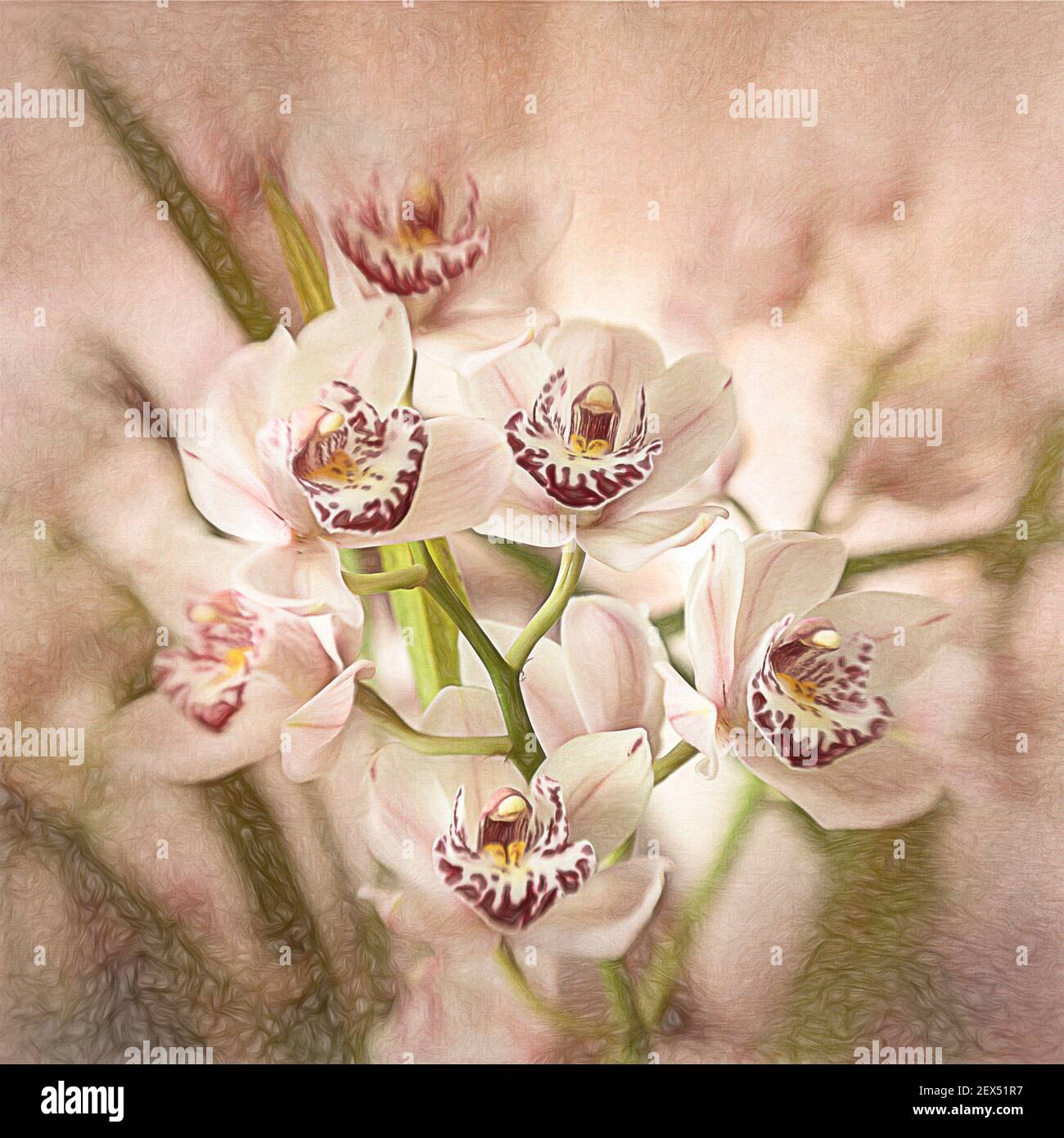 Cymbidium Orchidee Stockfoto