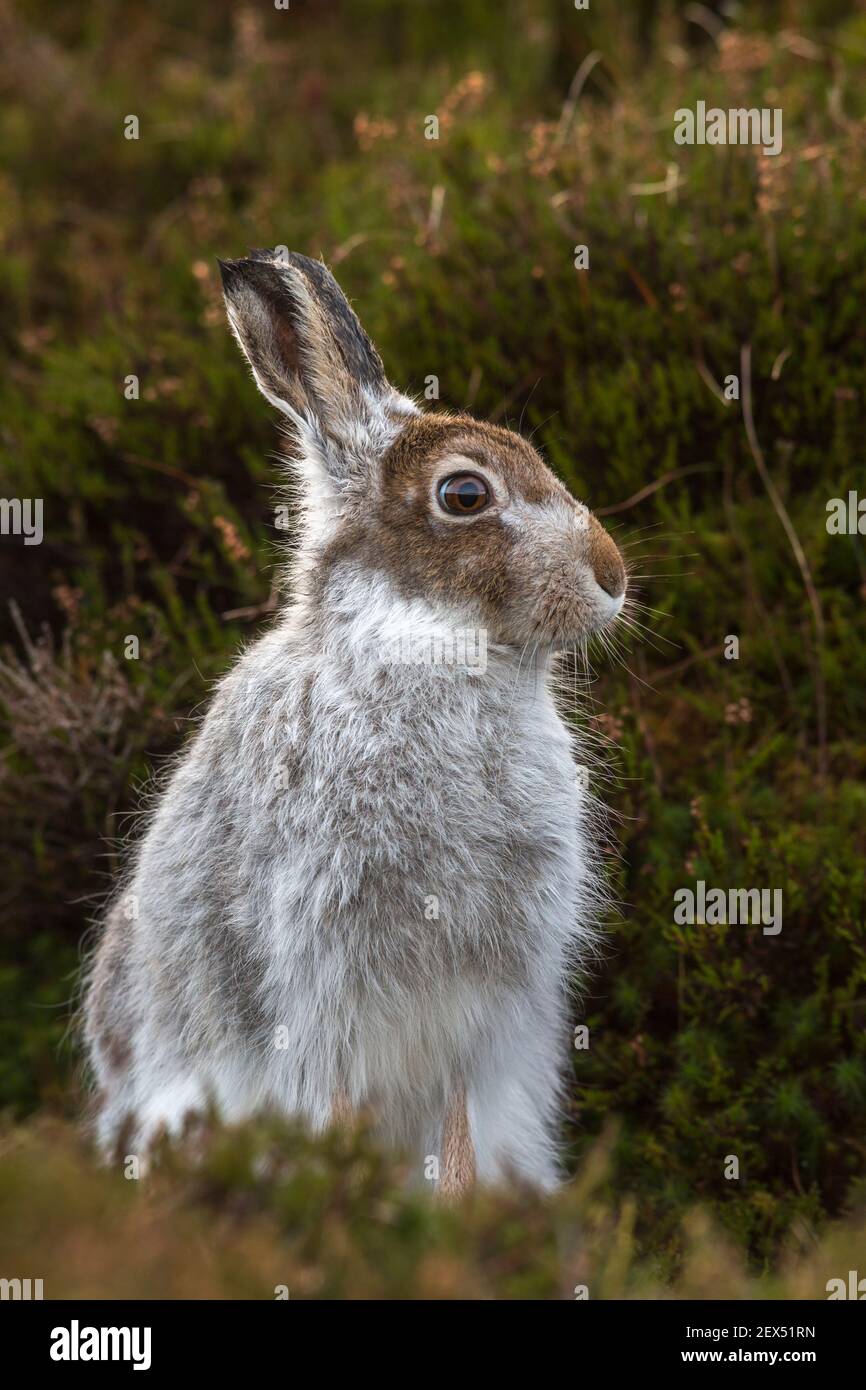 Schneehase (Lepus Timidus) im Winter Mantel, Schottisches Hochland, Schottland, UK Stockfoto