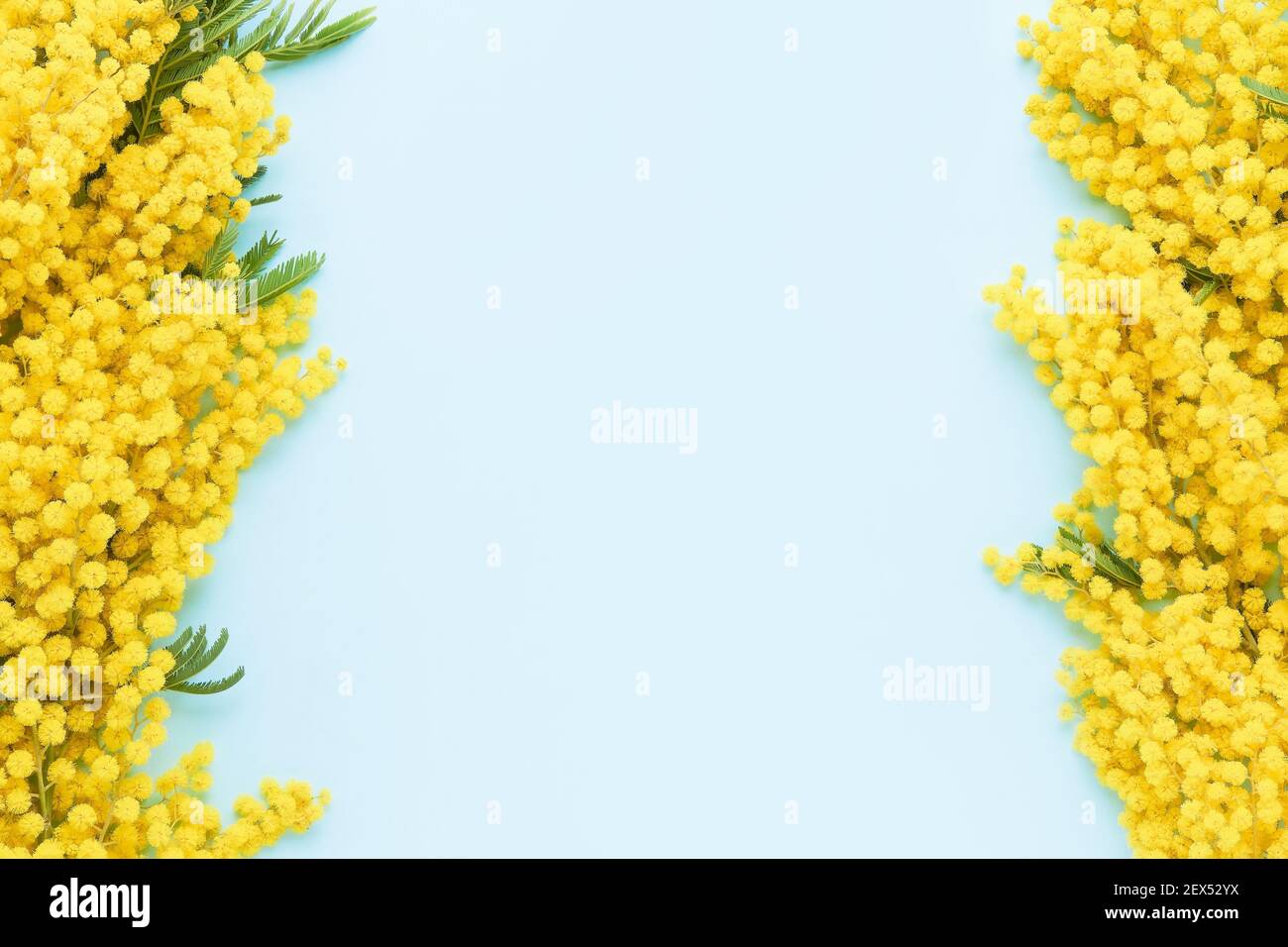 Mimosa Blumen Rahmen auf einem hellblauen Hintergrund. Ostern, Frauentag Konzept. Platz für Text kopieren, Draufsicht. Stockfoto