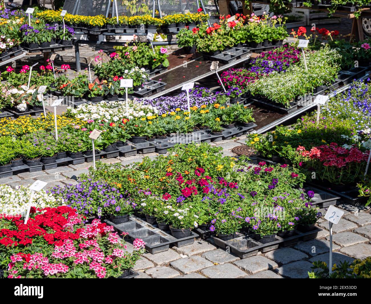 Verschiedene Blumen und Pflanzen auf dem Gartenmarkt Stockfoto