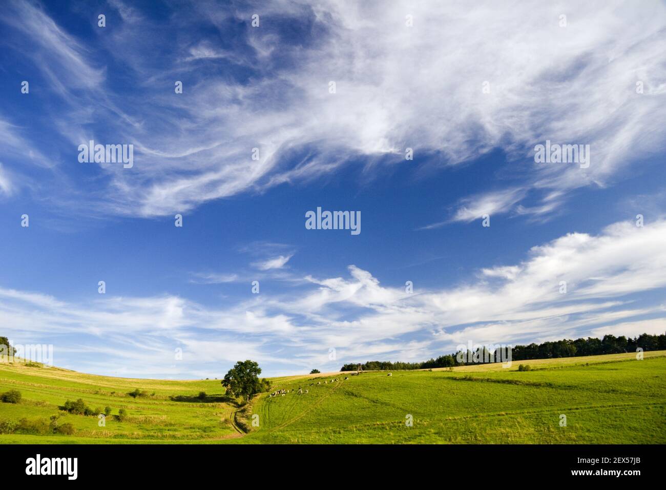 Abende im Wald Stockfoto