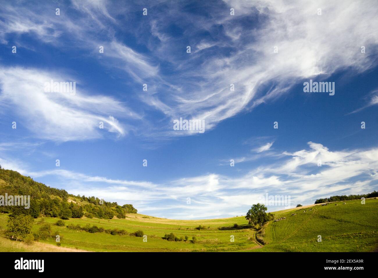 Abende im Wald Stockfoto