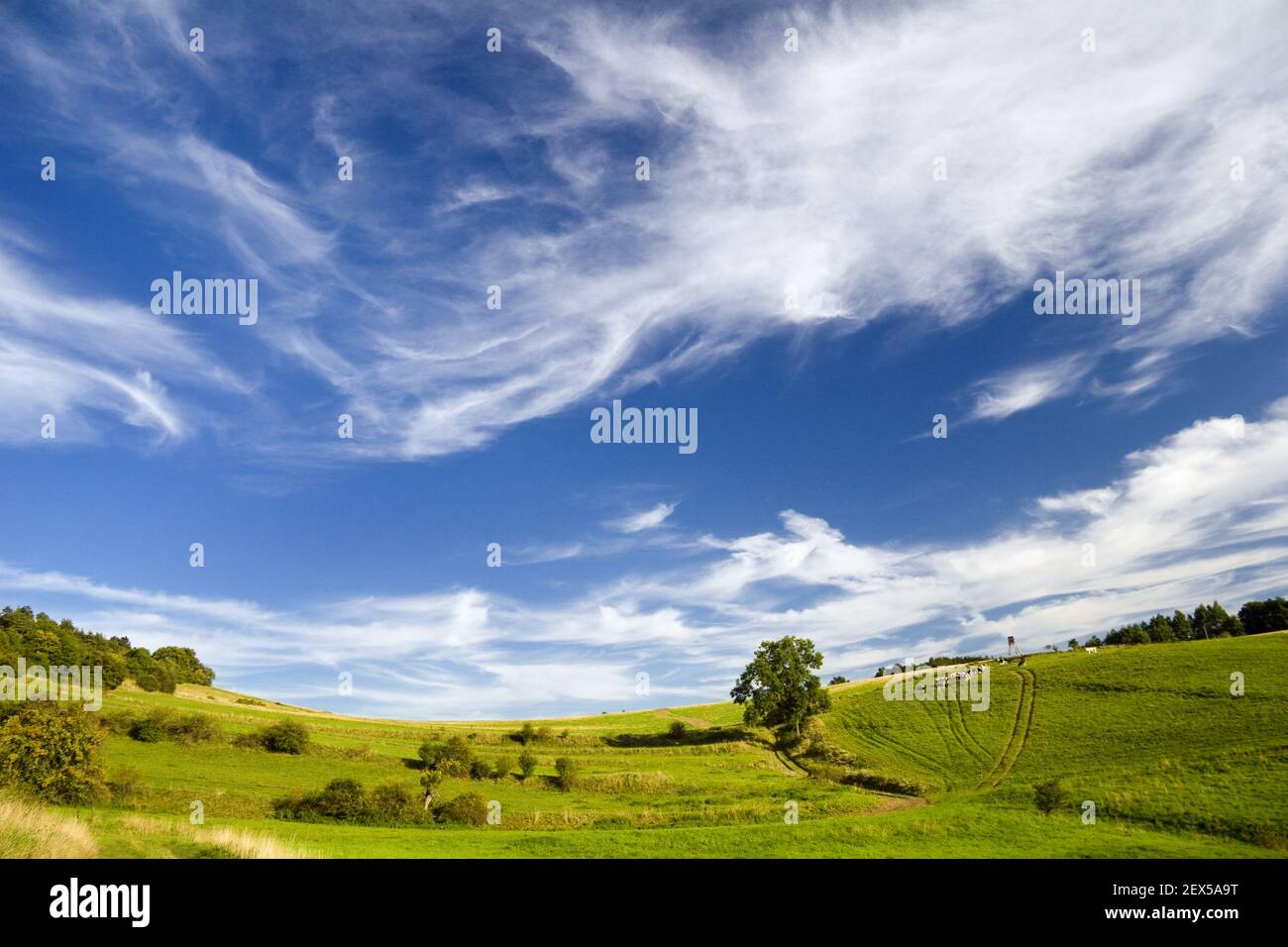 Abende im Wald Stockfoto