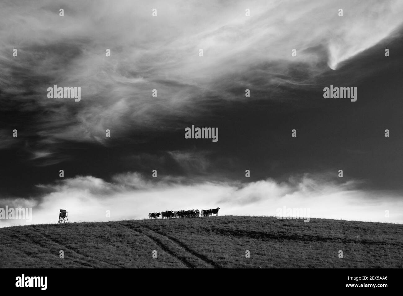Kühe am Horizont (sw) Stockfoto