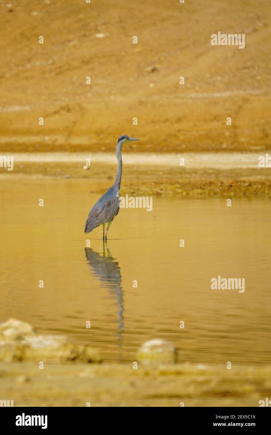 Heron im Eilat Ornithological Park, Südisraelisch Stockfoto