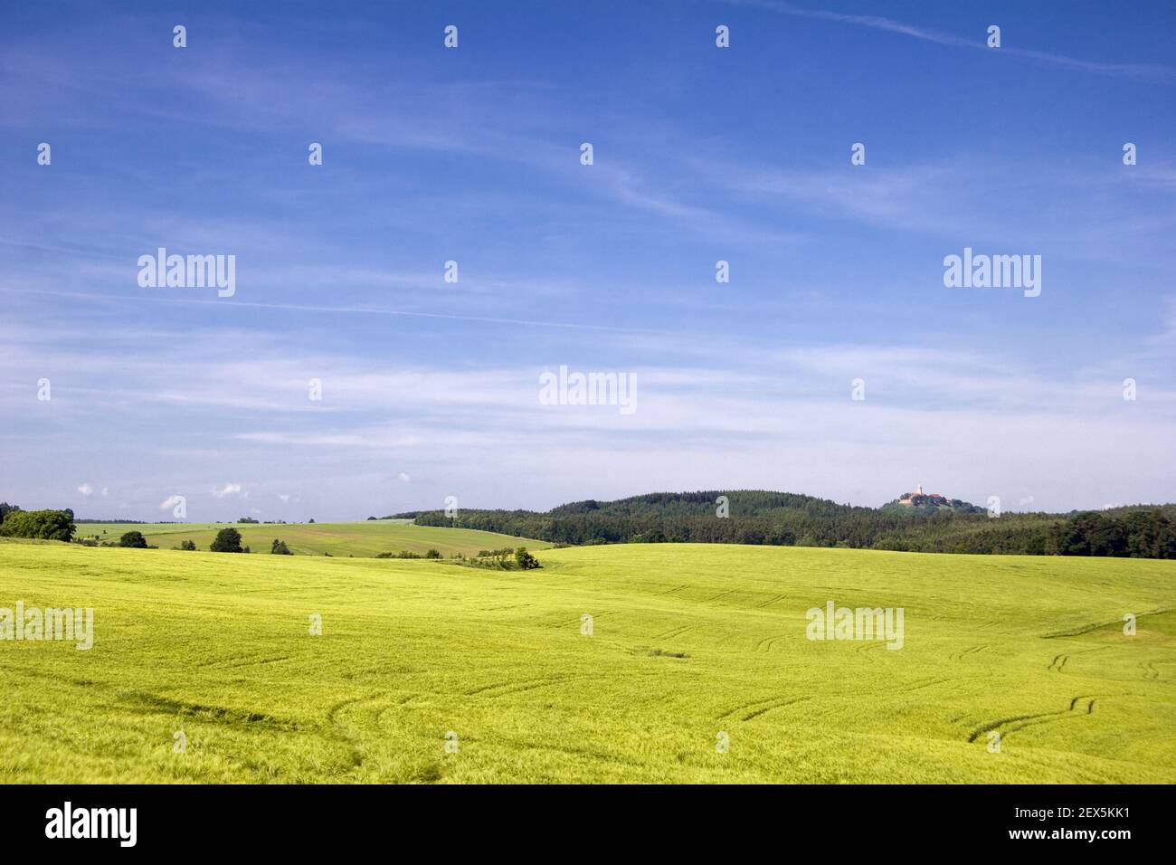 Waldfelder Stockfoto