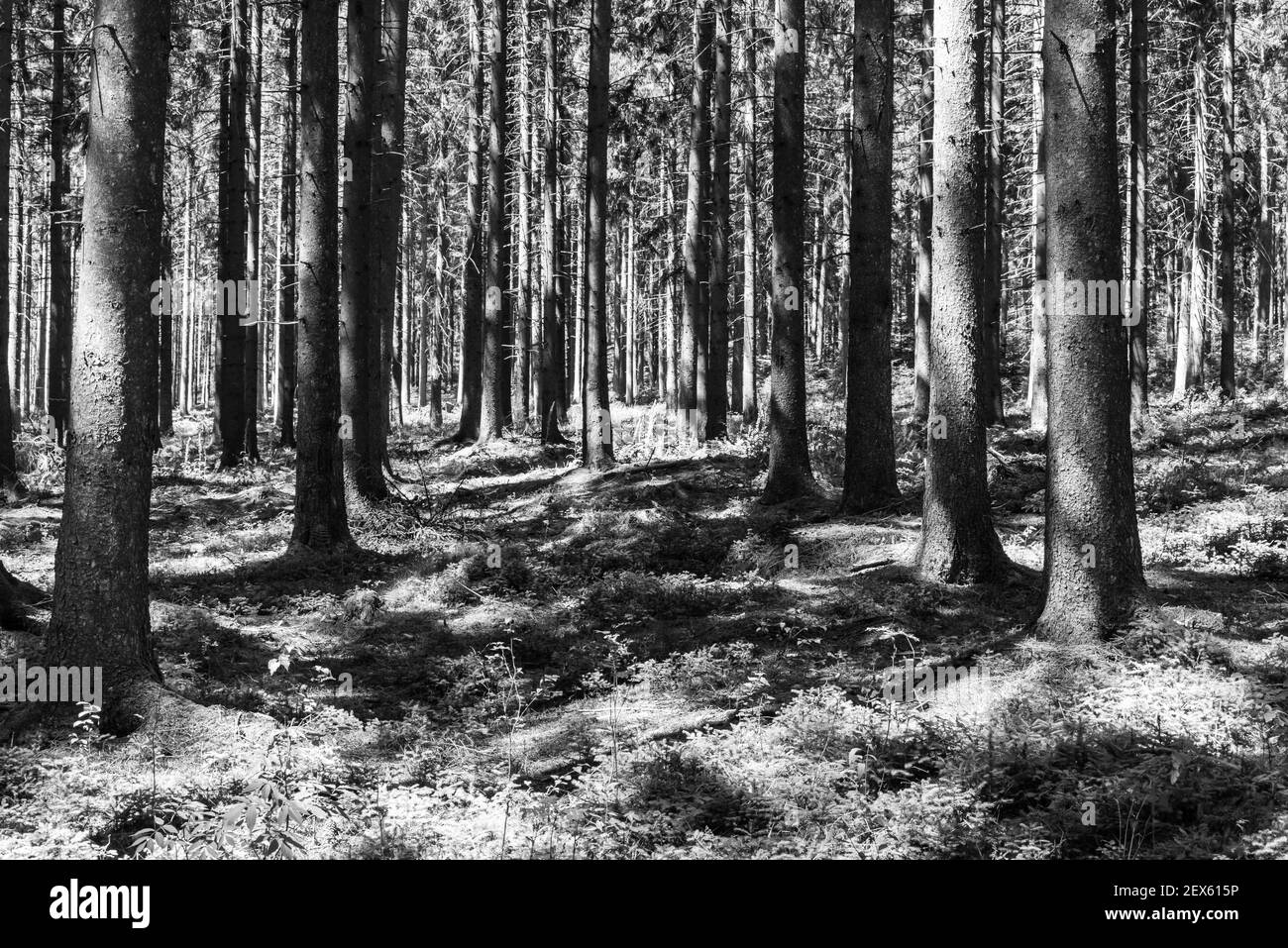 Baumstämme mit hartem Sonnenlicht und dunklen Schatten im Belgischer Wald um Burg-Reuland Stockfoto