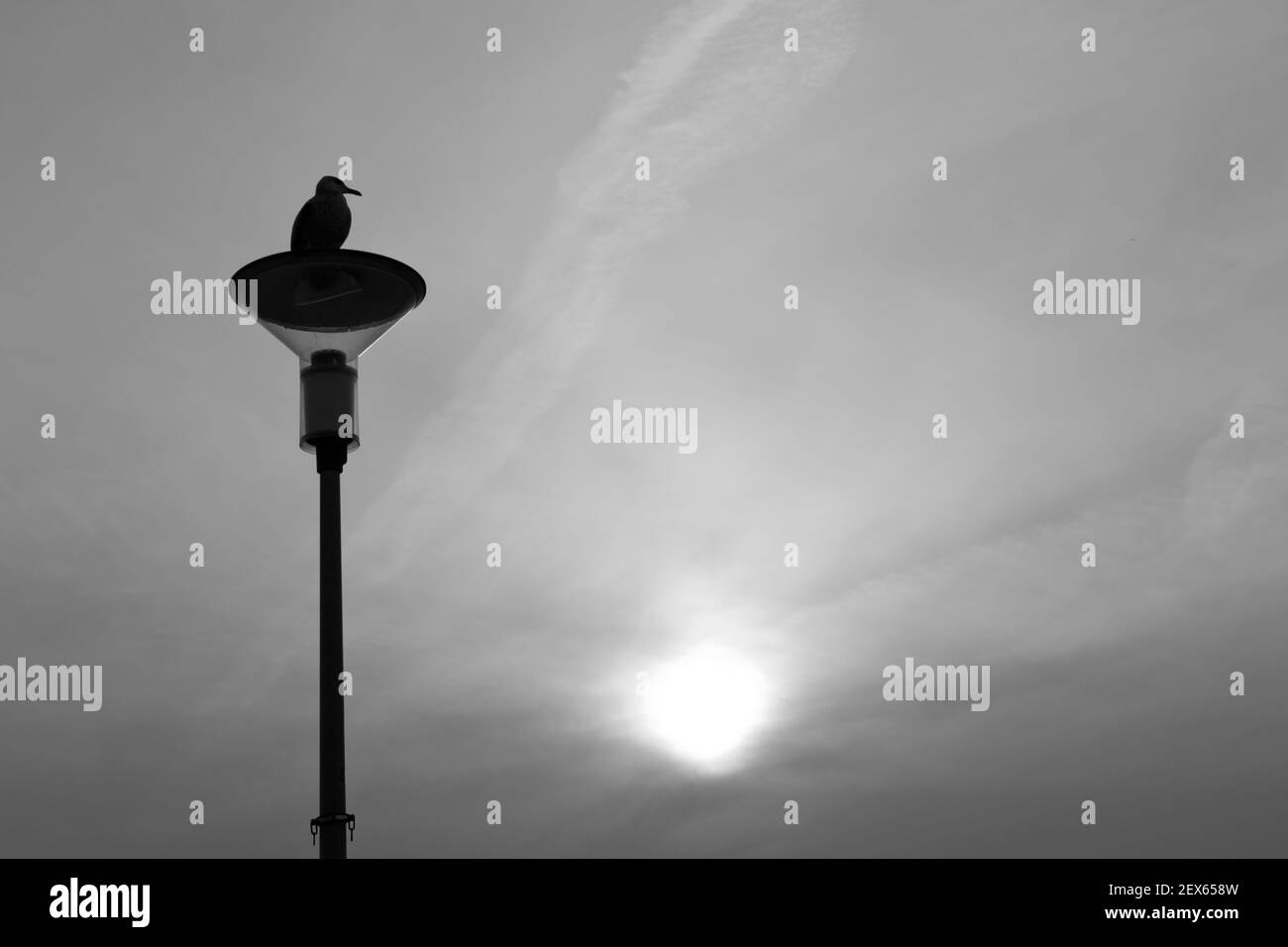 Eine Möwe sitzt auf einer Straßenlaterne. Silhouette eines Vogels. Stockfoto