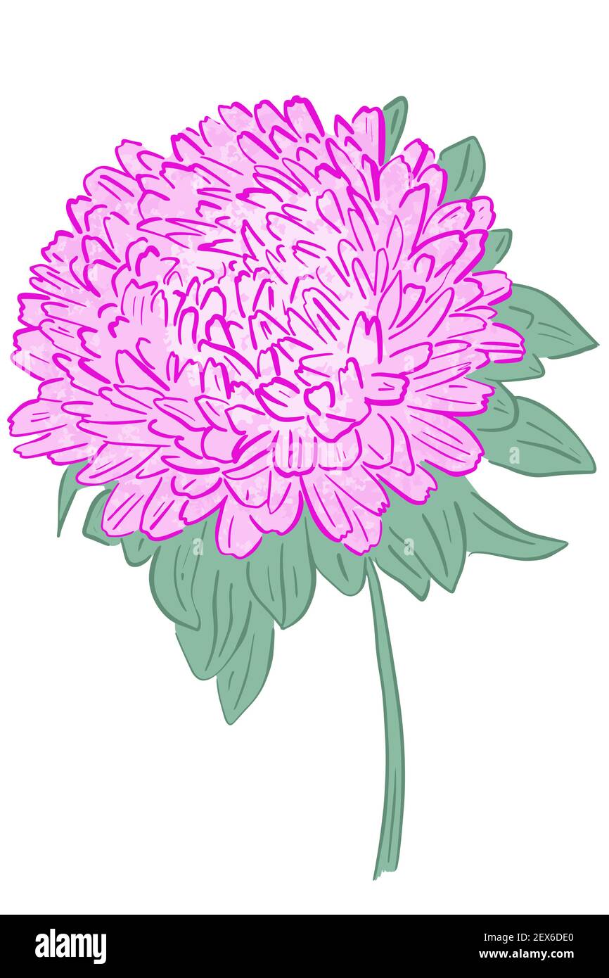 Einzelne Blume von rosa Asta. Vektor, helle große Blume. Freihandzeichnung. Stock Vektor