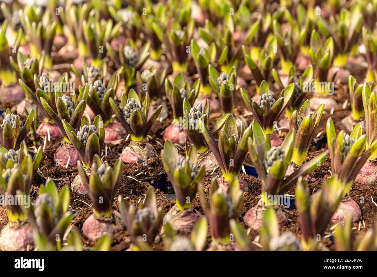 Hyazinthe. Feld der Frühlingsblumen Hyazinthe in Töpfen mit Zwiebeln im Gewächshaus Stockfoto