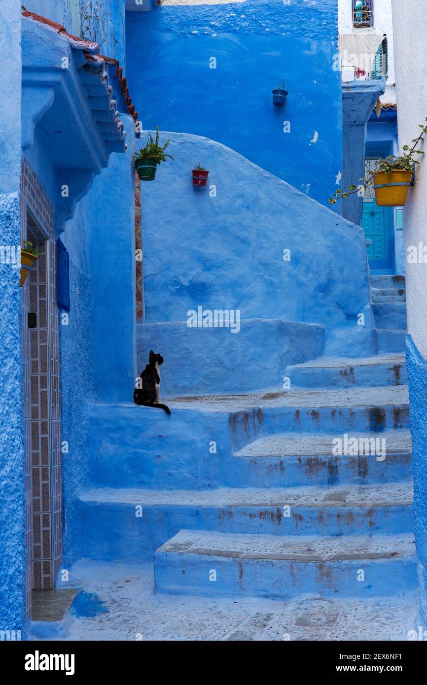 Marokko, Chefchaouen, Architektur von weißen und indigoblauen Gebäuden mit Katze gewaschen Stockfoto