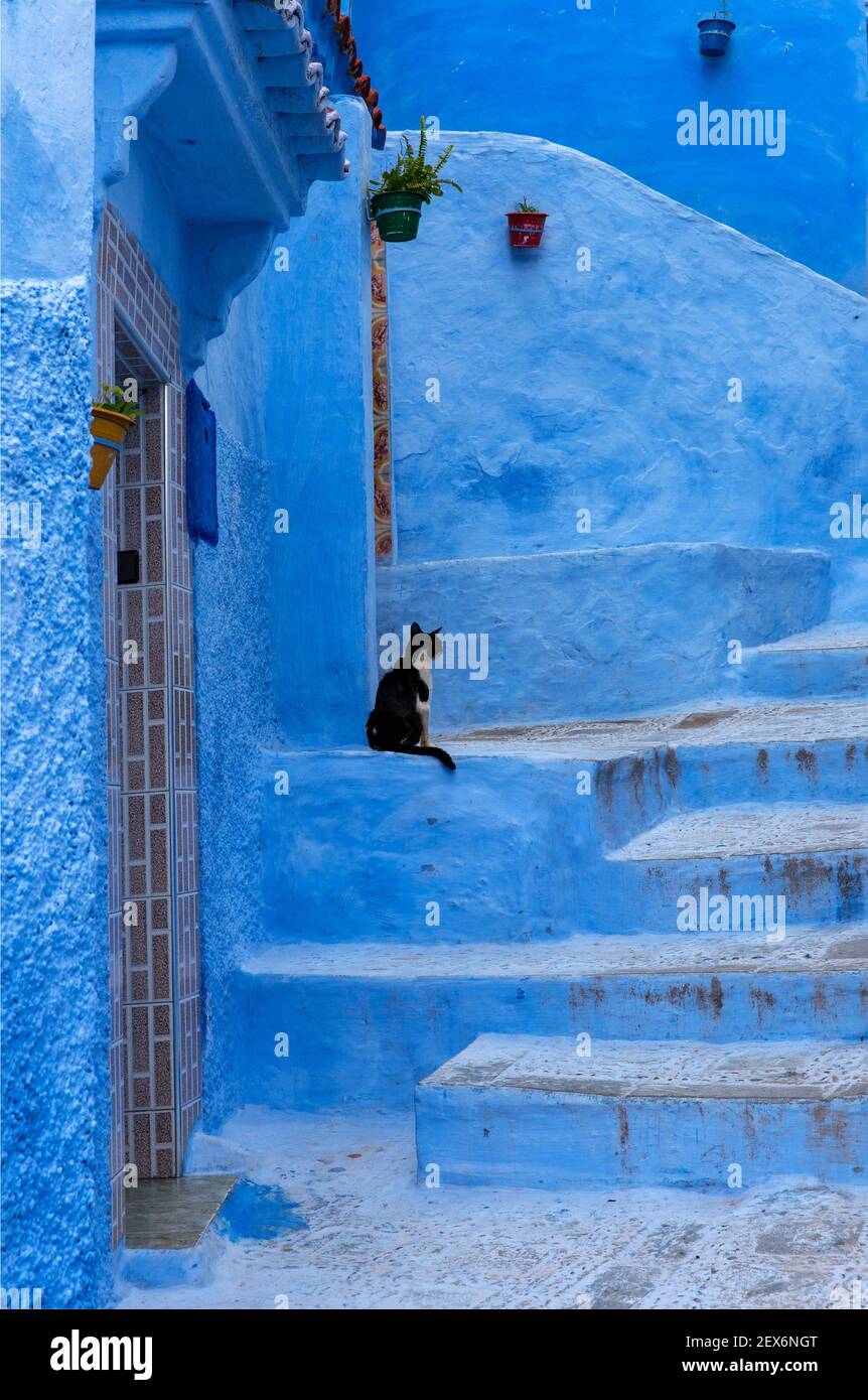 Marokko, Chefchaouen, Architektur von weißen und indigoblauen Gebäuden mit Katze gewaschen Stockfoto