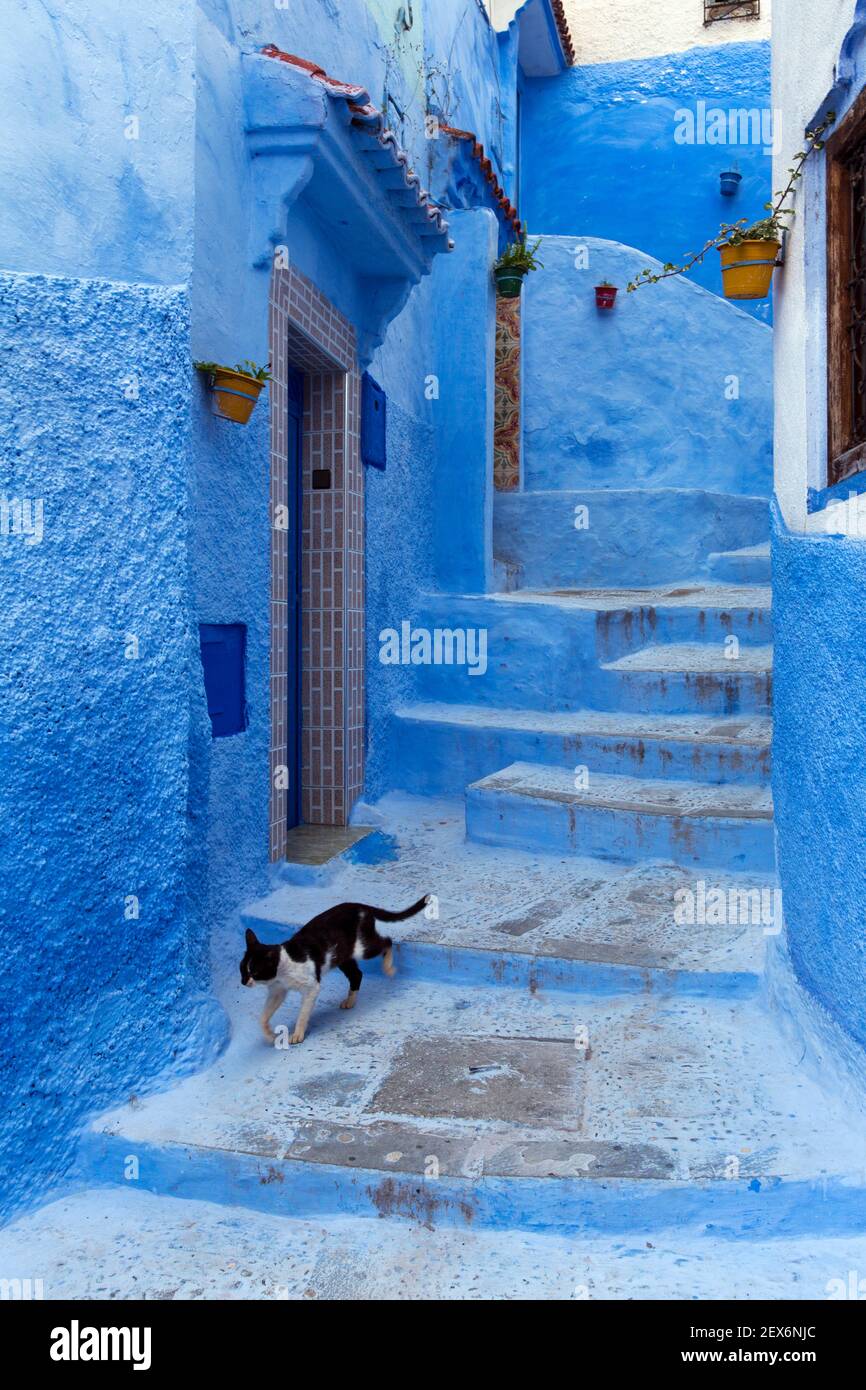 Marokko, Chefchaouen, Architektur von weißen und indigoblauen Gebäuden mit Katze gewaschen Stockfoto