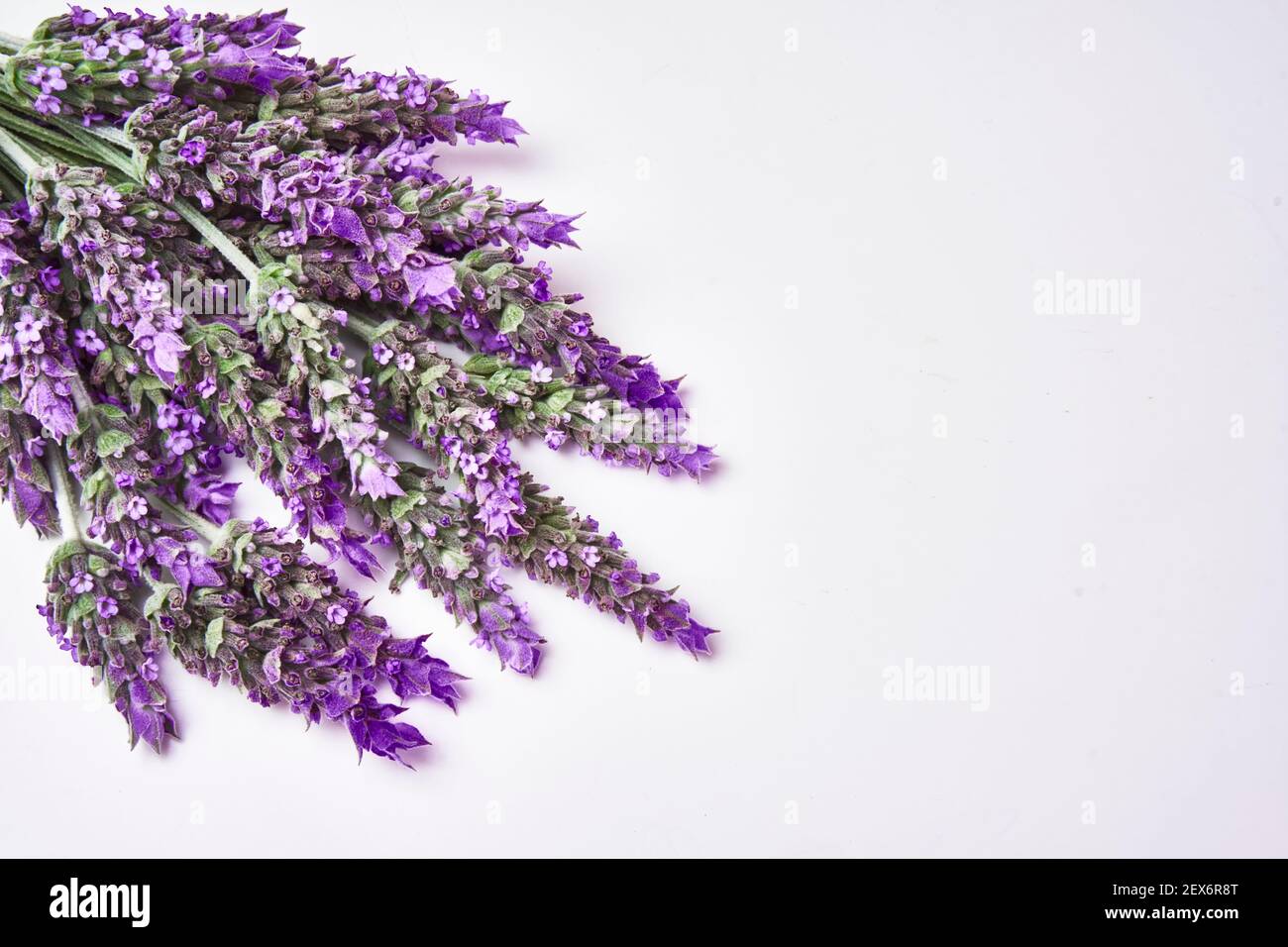 Lavendel Bouquet Nahaufnahme auf weißem Hintergrund Stockfoto