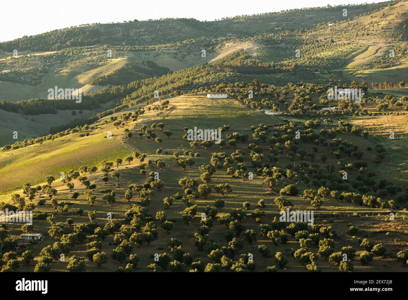 Marokko, Fez, Landschaftsansicht der grünen Hügel rund um die Stadt Stockfoto