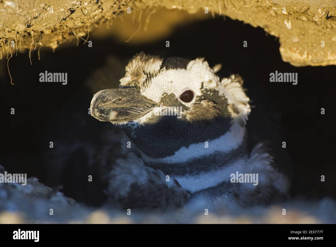 Magellan-Pinguin (Spheniscus magellanicus) in der Bruthoele, Punta Tombo, Magellanischer Pinguin am Brutplatz, argentinien Stockfoto