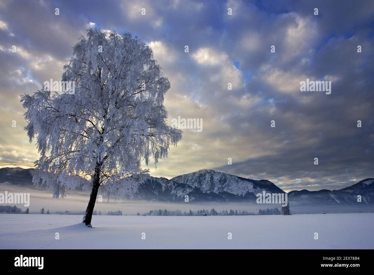 Frostiger und nebliger Sonnenaufgang am Alpenrand, Kochelsee, Bayern starker Raureif in den Bäumen, frostiger und nebliger Sonnenaufgang in der BA Stockfoto