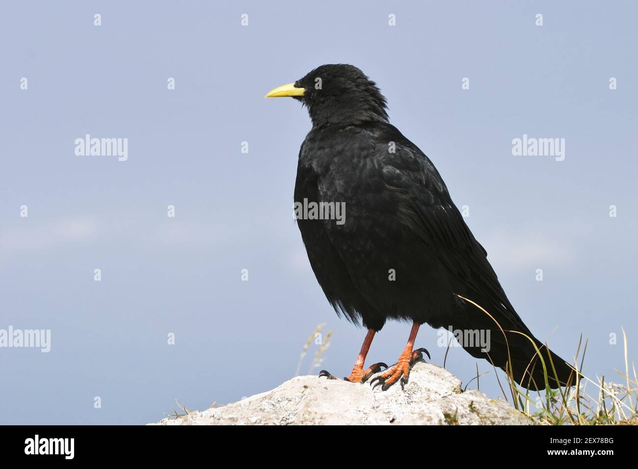 Alpendohle (Pyrrhocorax graculus), Alpen, Bayern, Deutschland, Europa, Alpine Chough, Yellow-Billed Chough, Alpen, Bayern Stockfoto