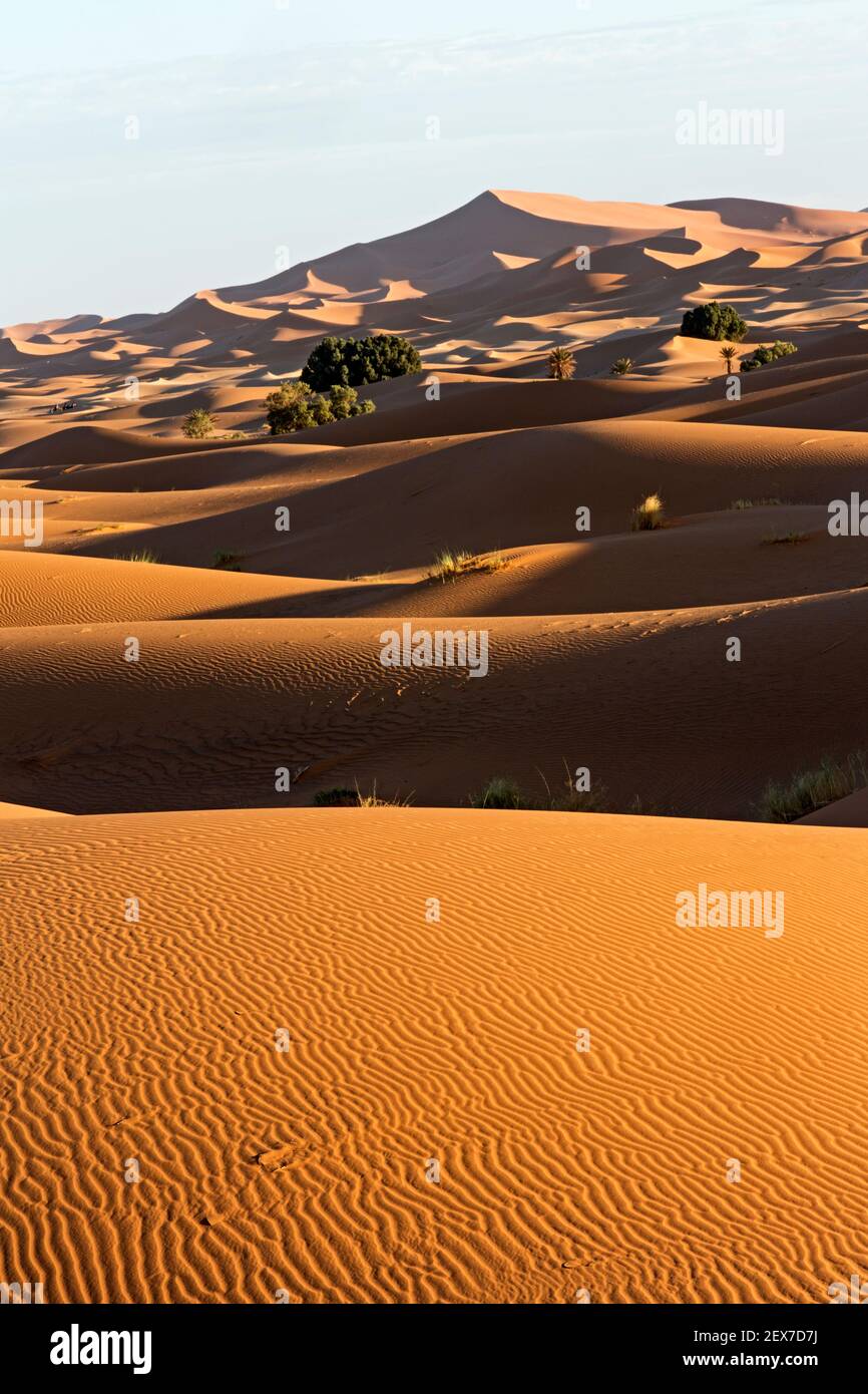 Marokko, Merzouga, die Erg Chebbi Dünen bei Sonnenaufgang erstrecken sich die Wüstendünen 30km und erreichen Höhen von 250 Metern Stockfoto