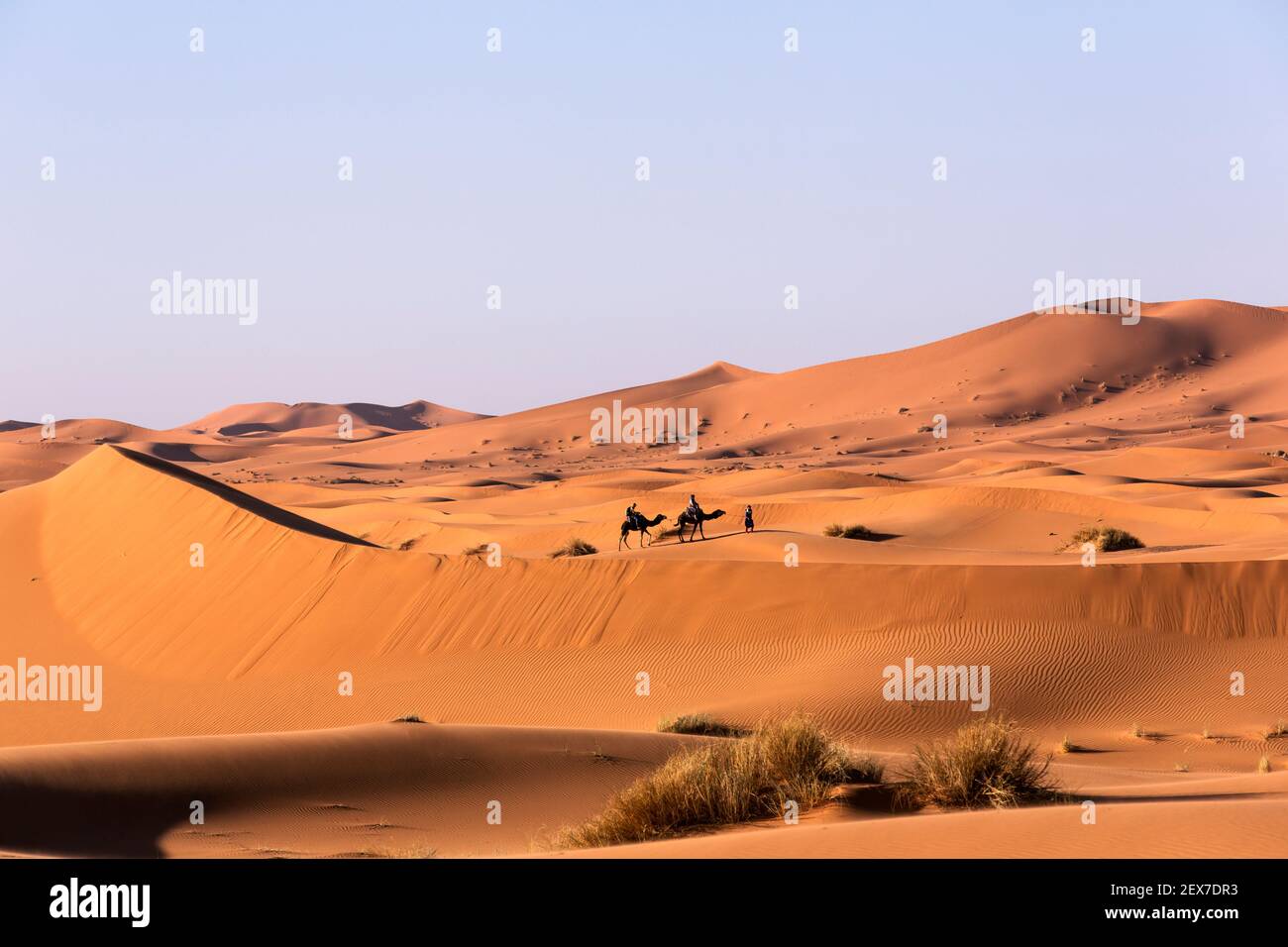 Marokko, Erg Chebbi, Sanddünen bei Merzouga, Menschen, die die Dünen auf Kamel überqueren. Die Dünen können Höhen von 250 Metern erreichen Stockfoto