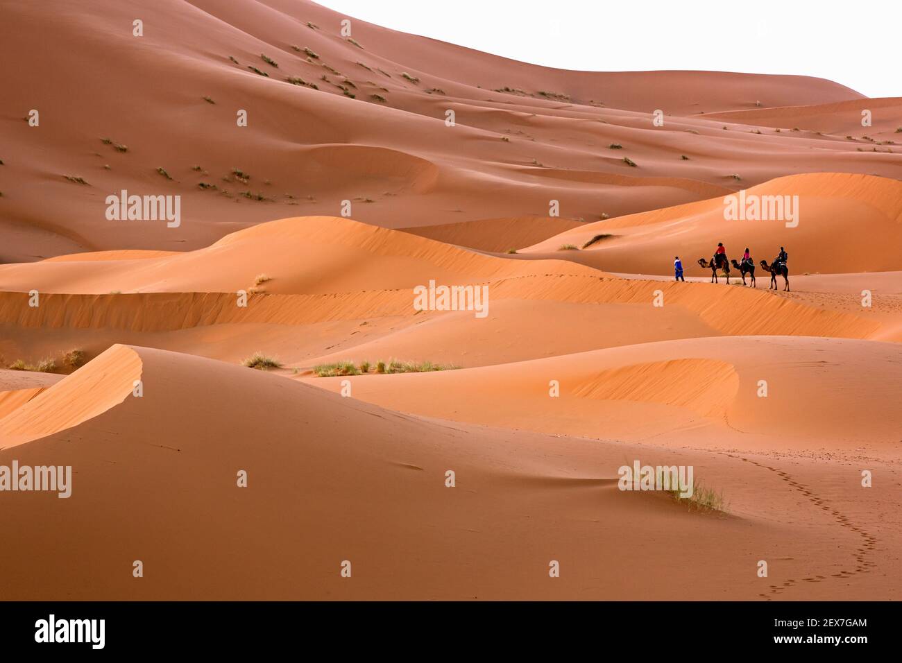 Marokko, Erg Chebbi, Sanddünen bei Merzouga, Menschen, die die Dünen auf Kamel überqueren. Die Dünen können Höhen von 250 Metern erreichen Stockfoto
