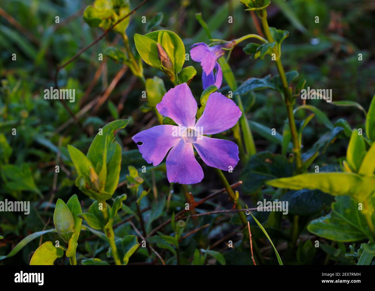 Violette Periwinkle-Blume Vinca erste Frühlingsblume, die in der frühen Morgensonne wild wächst, mit Tautropfen Santander Cantabria Spanien Stockfoto