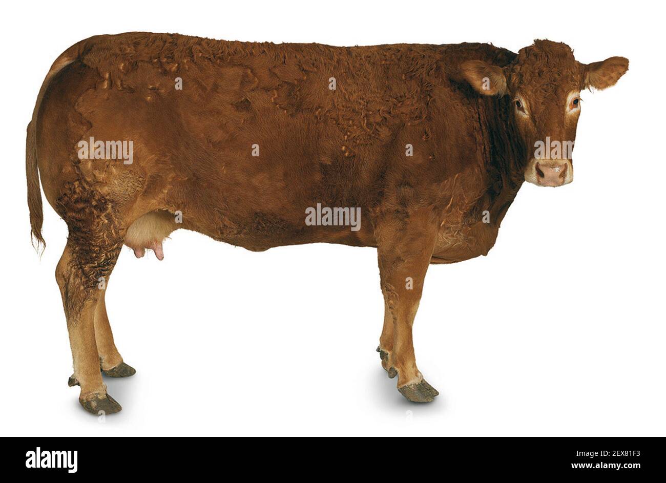 Kuh, Ochse und Stier Stockfoto