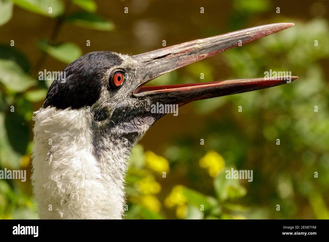 Asiatischer Wollhals Ciconia episcopus Wollhals- oder Weißeckstorch Stockfoto