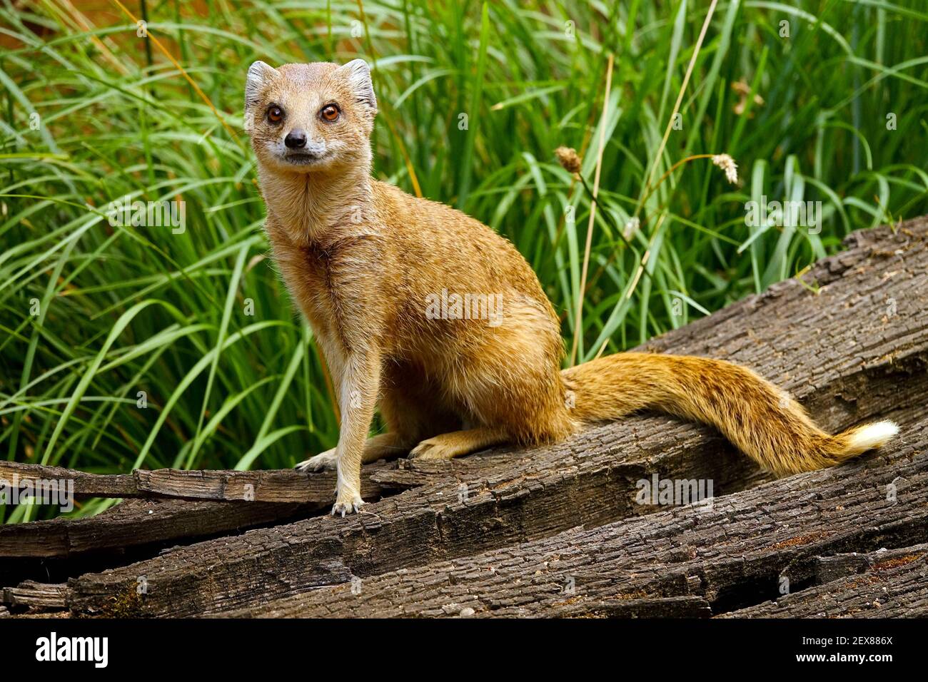 Gelbe Mungo Cynictis penicillata Stockfoto