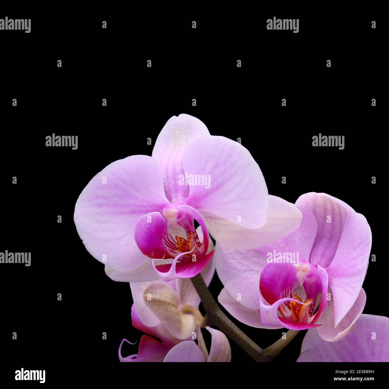 Orchideenblume auf schwarz Stockfoto