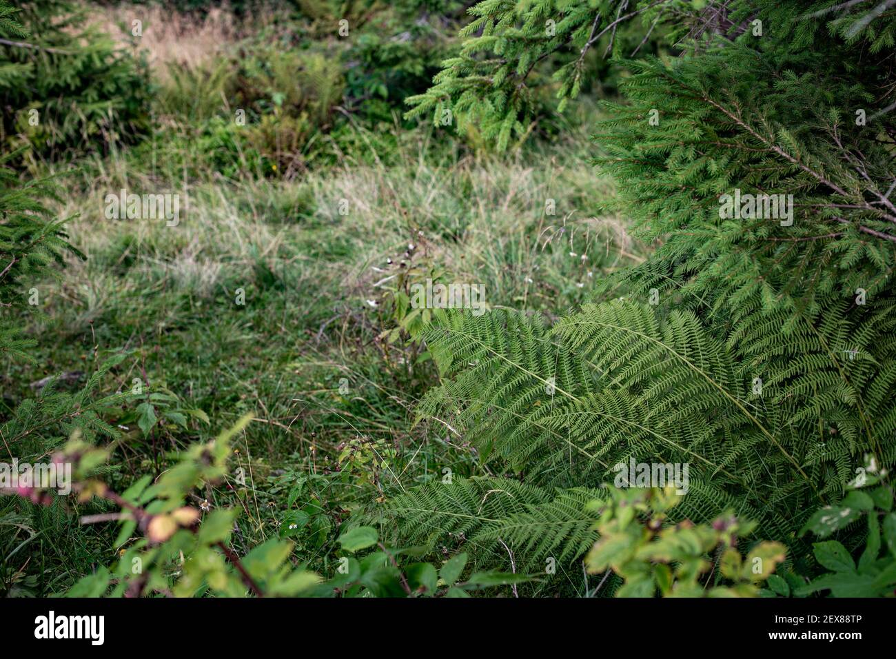 Ein Nahaufnahme von Farn, der neben einer Kiefer wächst Baum in einem Wald Stockfoto