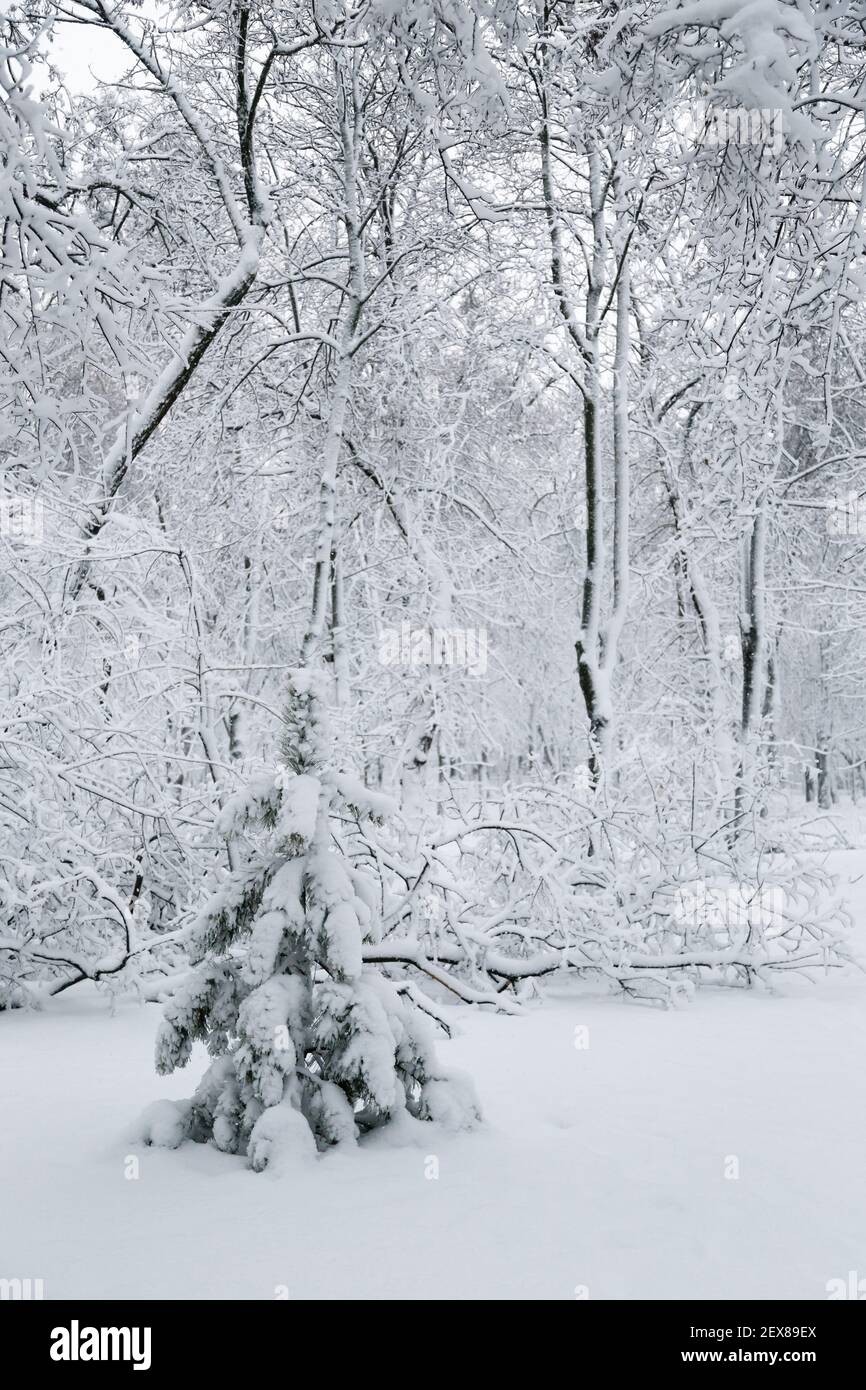 Kleine einsame Kiefer in einem schneebedeckten Winterwald. Schneebedeckter Winter Stockfoto