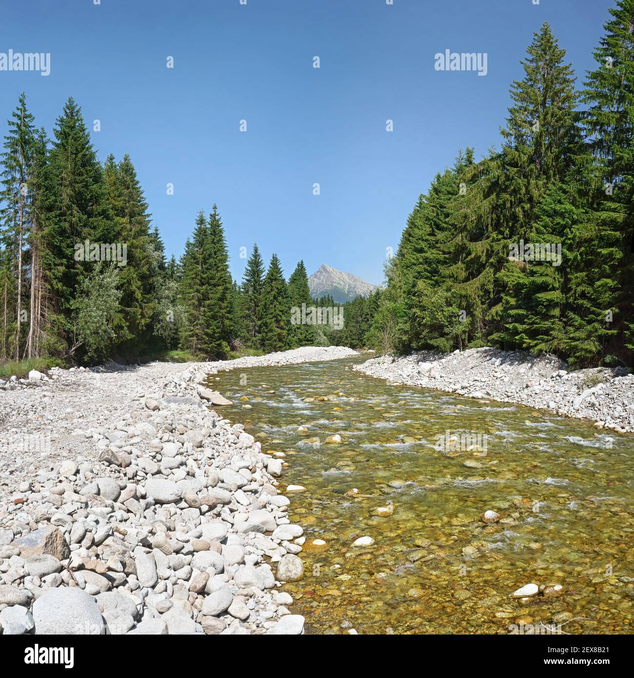 Waldfluss Bela mit kleinen runden Steinen und Nadelbäumen auf beiden Seiten, sonniger Tag, Krivan Gipfel - slowakisches Symbol - in der Ferne Stockfoto