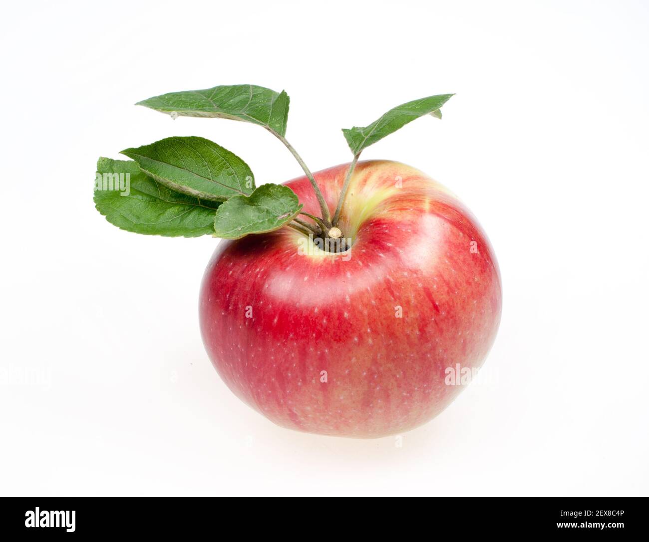 Reifer roter und gelber Apfel mit Blättern auf einem weißen Hintergrund Stockfoto