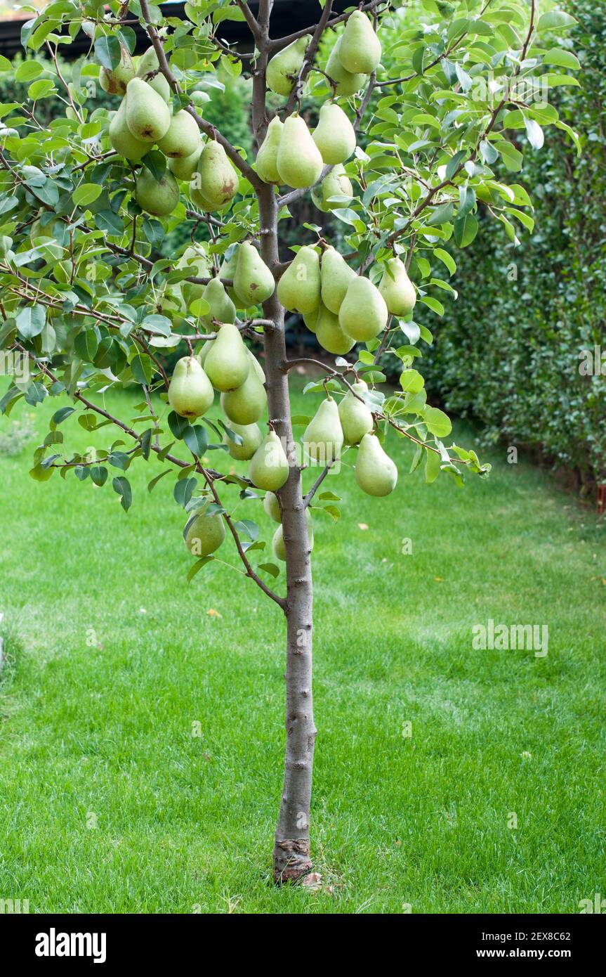 Ein kleiner Birnenbaum mit vielen, großen und reifen Früchten im Garten  Stockfotografie - Alamy