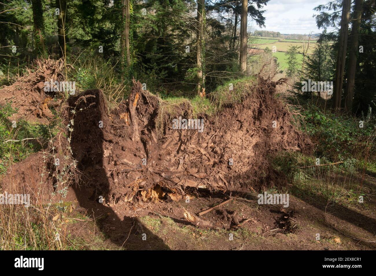 Wurzeln eines gefallenen Evergreen Douglas Fir Tree (Pseudotsuga menzierii) in einem Wald an einem hellen sonnigen Wintertag in Rural Devon, England, Großbritannien Stockfoto