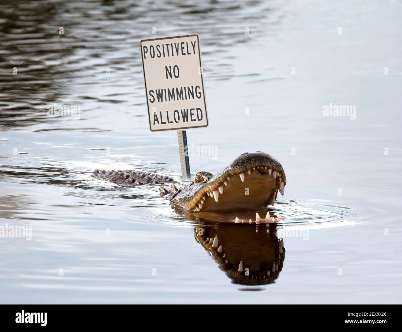 American Alligator mit Mund geöffnet und große Zähne zeigen in Wasser neben kein Schwimmschild Stockfoto