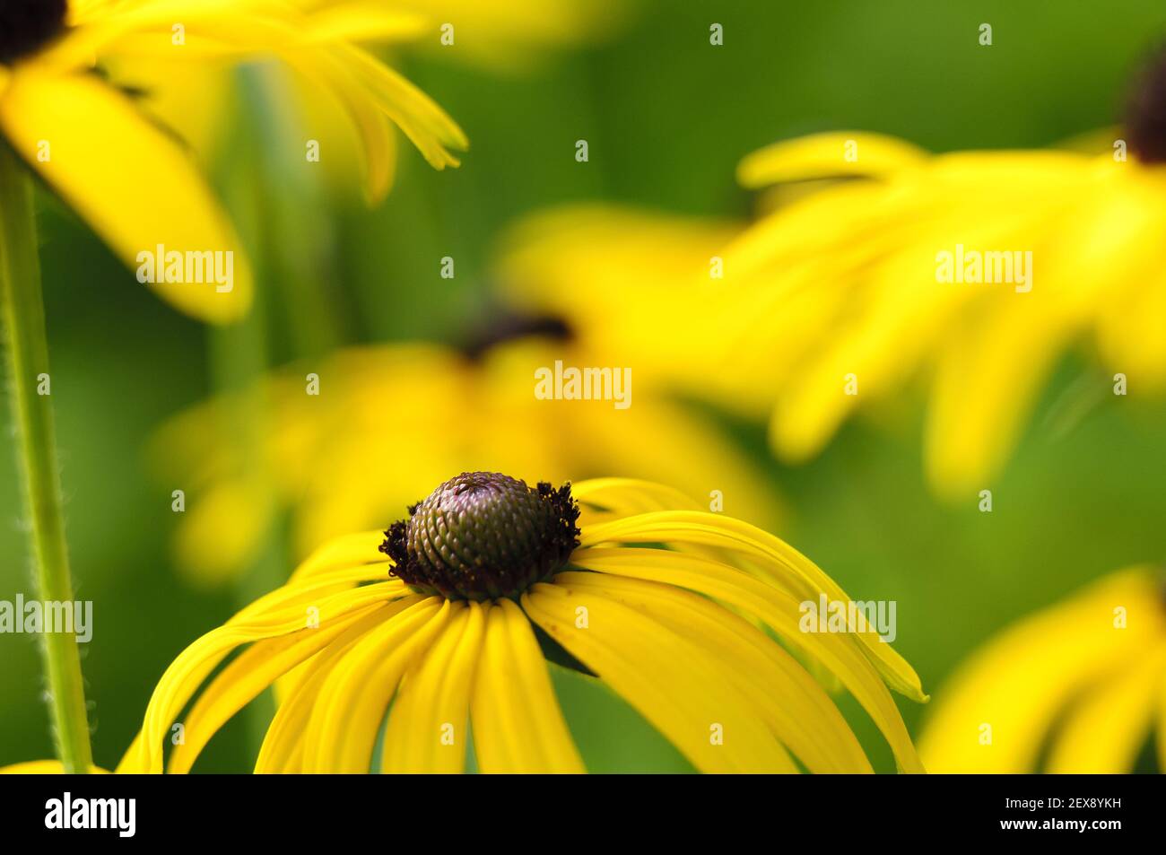 Gelbe Blume (Echinacea paradoxa) Stockfoto