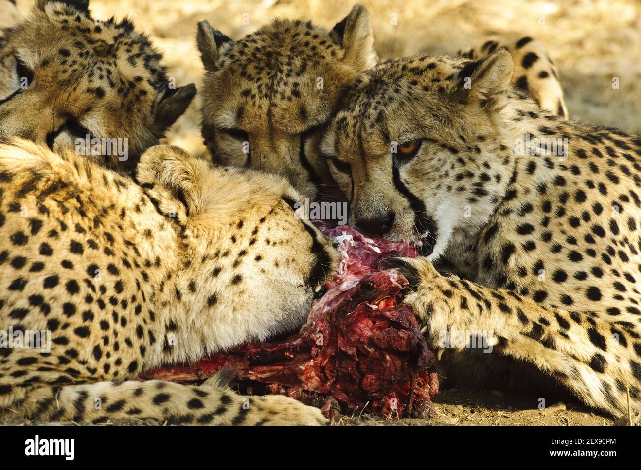 Fütterung von Geparden (Acinonyx jubatus) Stockfoto