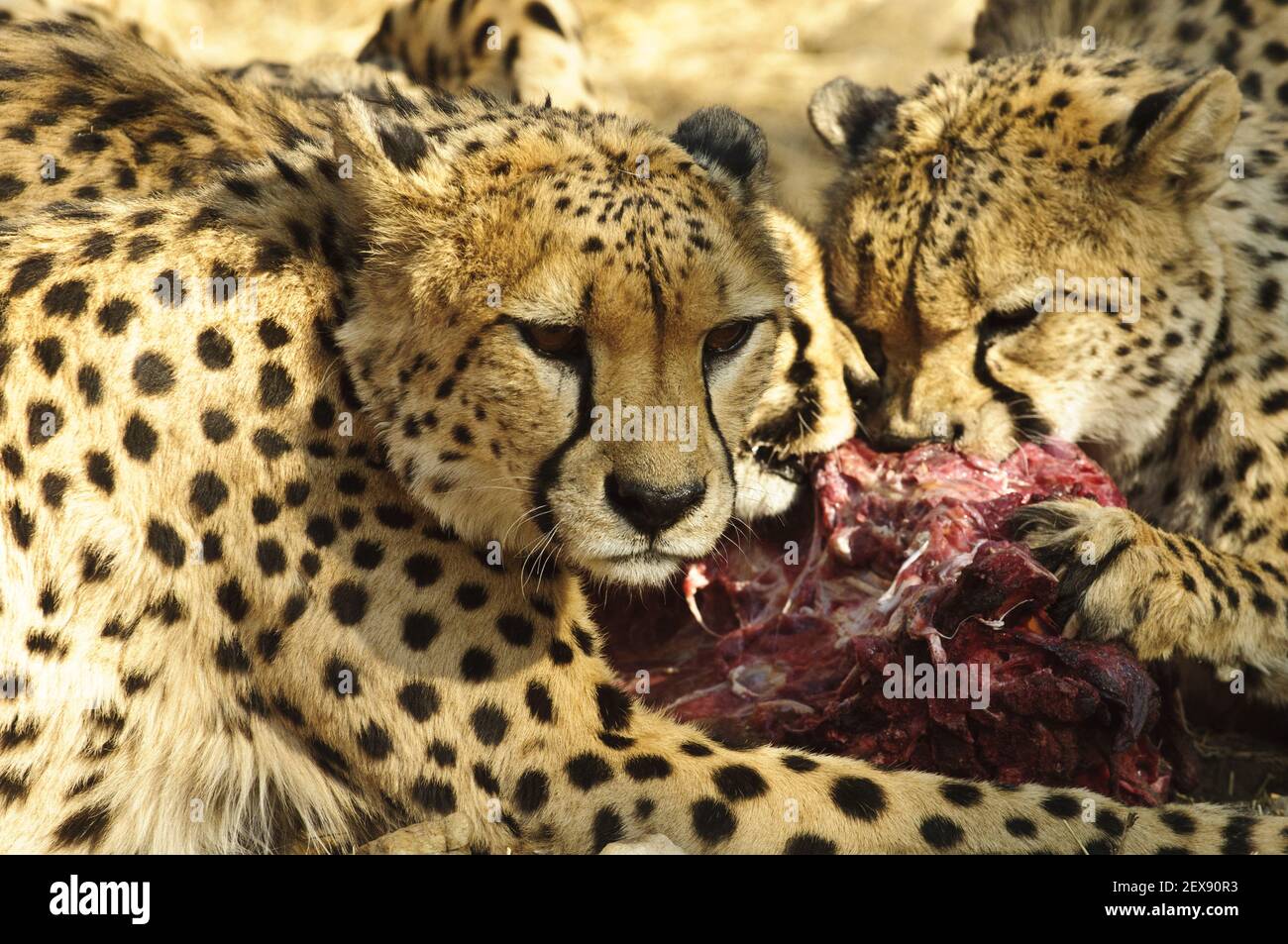 Fütterung von Geparden (Acinonyx jubatus) Stockfoto