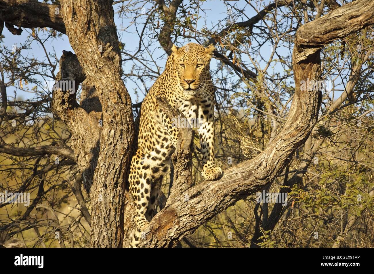 Kletternder Leopard (Panthera pardus) Stockfoto