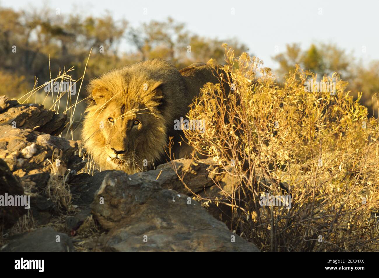 Männlicher Löwe (Panthera Leo) Stockfoto