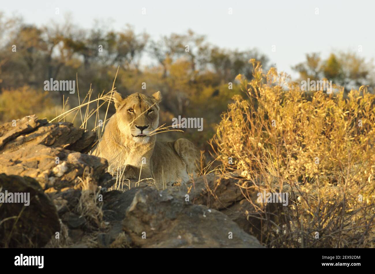 Löwin (Panthera Leo) Stockfoto