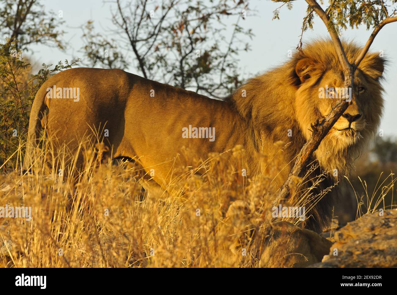 Männlicher Löwe (Panthera Leo) Stockfoto