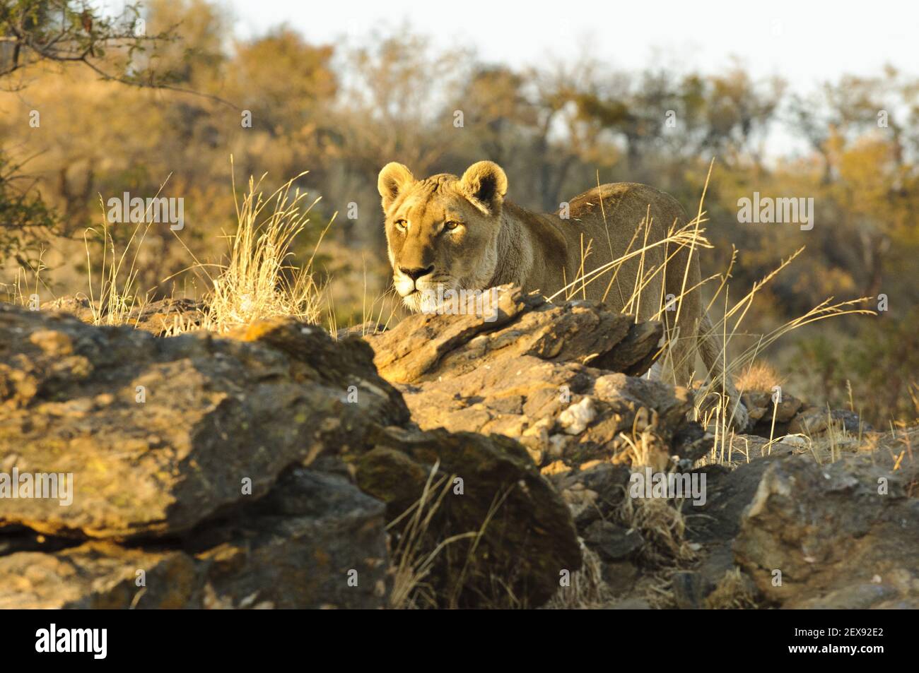 Löwin (Panthera Leo) Stockfoto