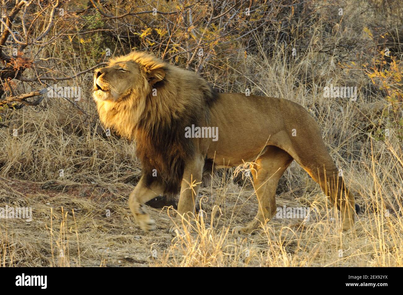 Brüllender männlicher Löwe (Panthera pardus) Stockfoto