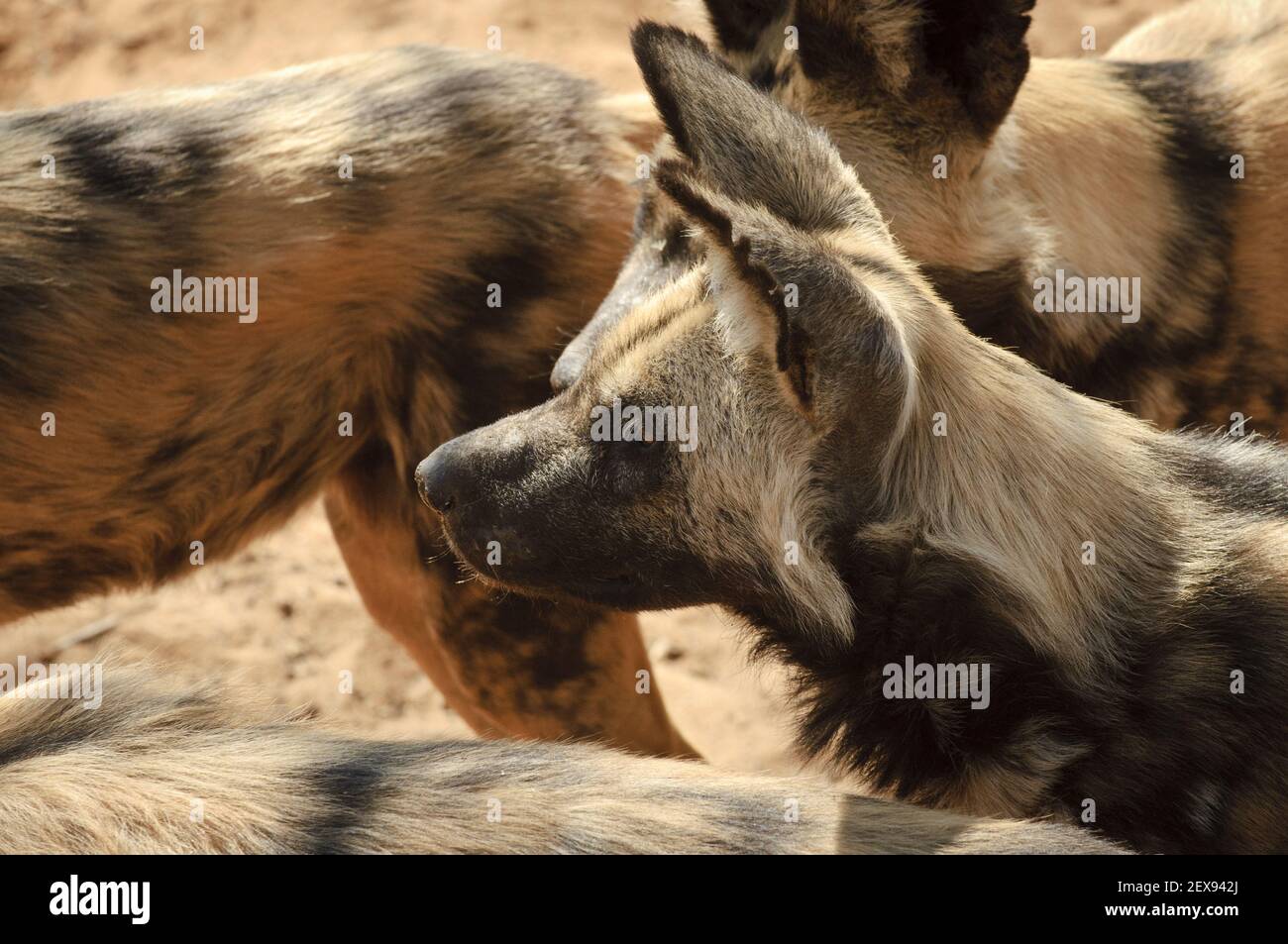 Afrikanischer Wildhund (LYKAON Pictus) Stockfoto