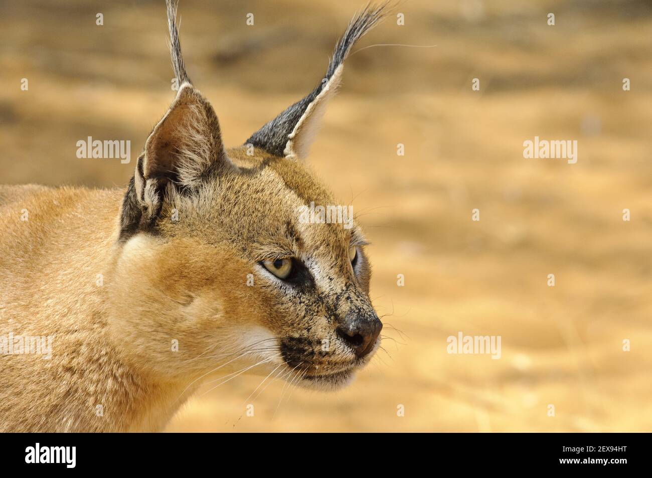 Karakal (Caracal Caracal) Stockfoto